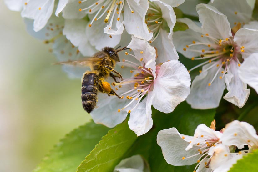 Bienenpatenschaft bei Faunt